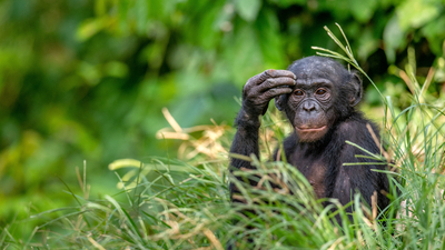 Kendilerini nasıl tedavi ediyorlar?
