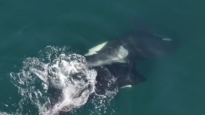 Katil balinaların yosun masajı!