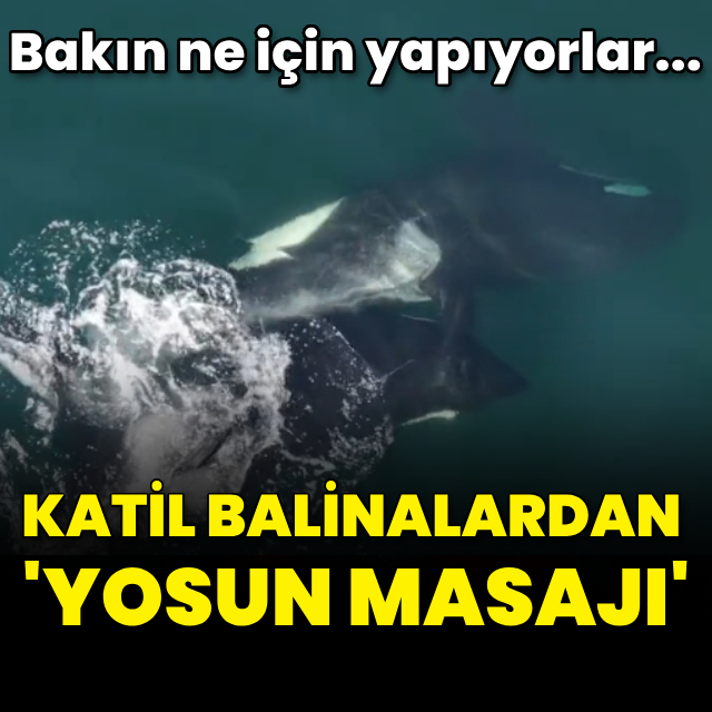 Katil balinaların yosun masajı!