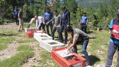 İbradı'da keneye karşı 800 keklik