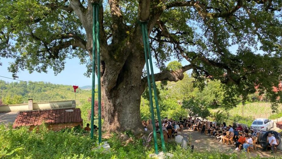 677 yaşında! Kentin en yaşlı ağacı...