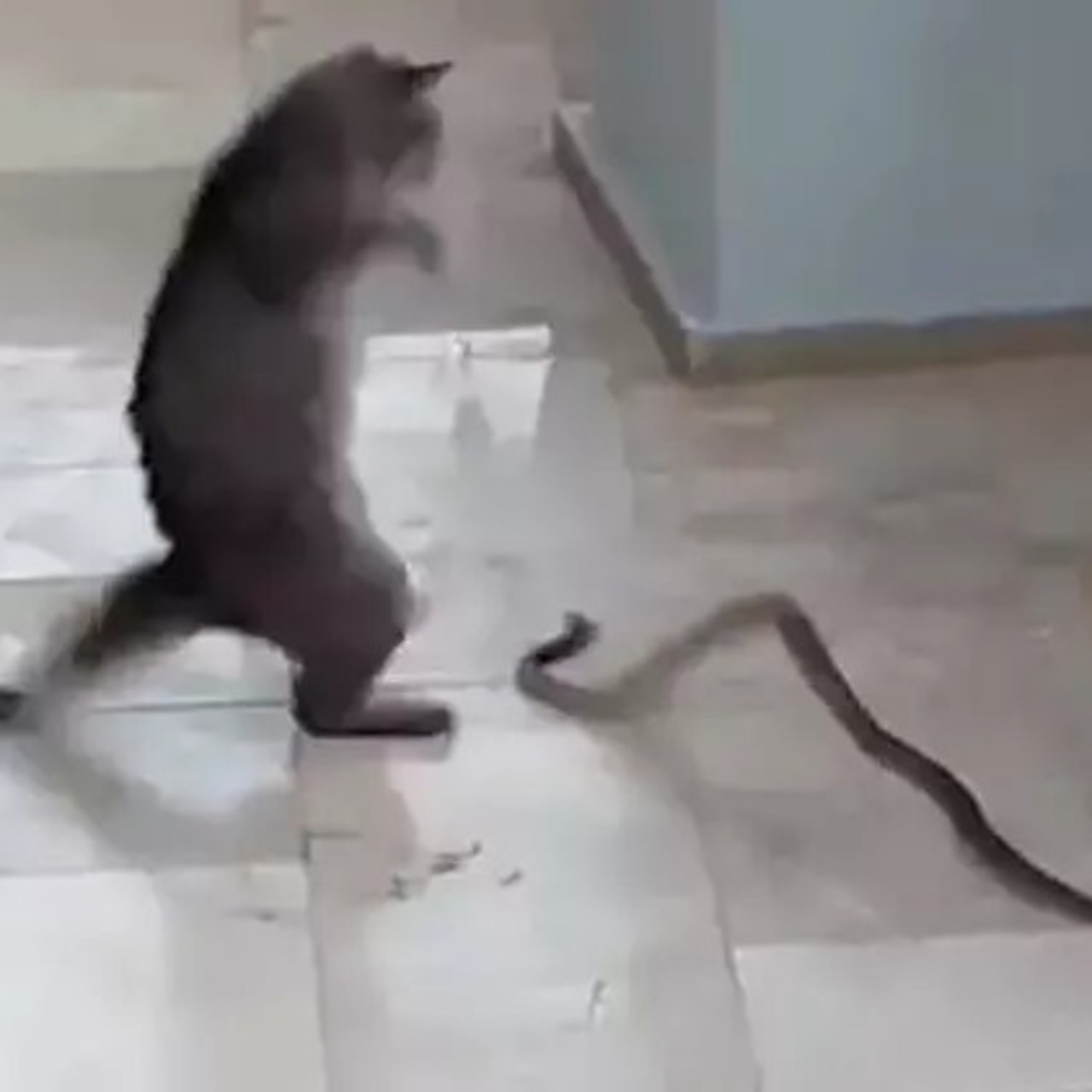 Kedi ile yılanın kavgası 