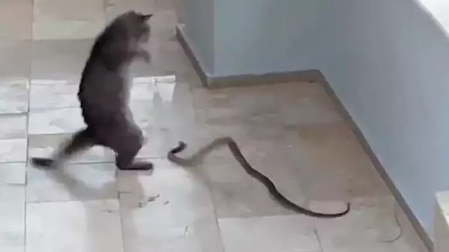 Kedi ile yılanın kavgası