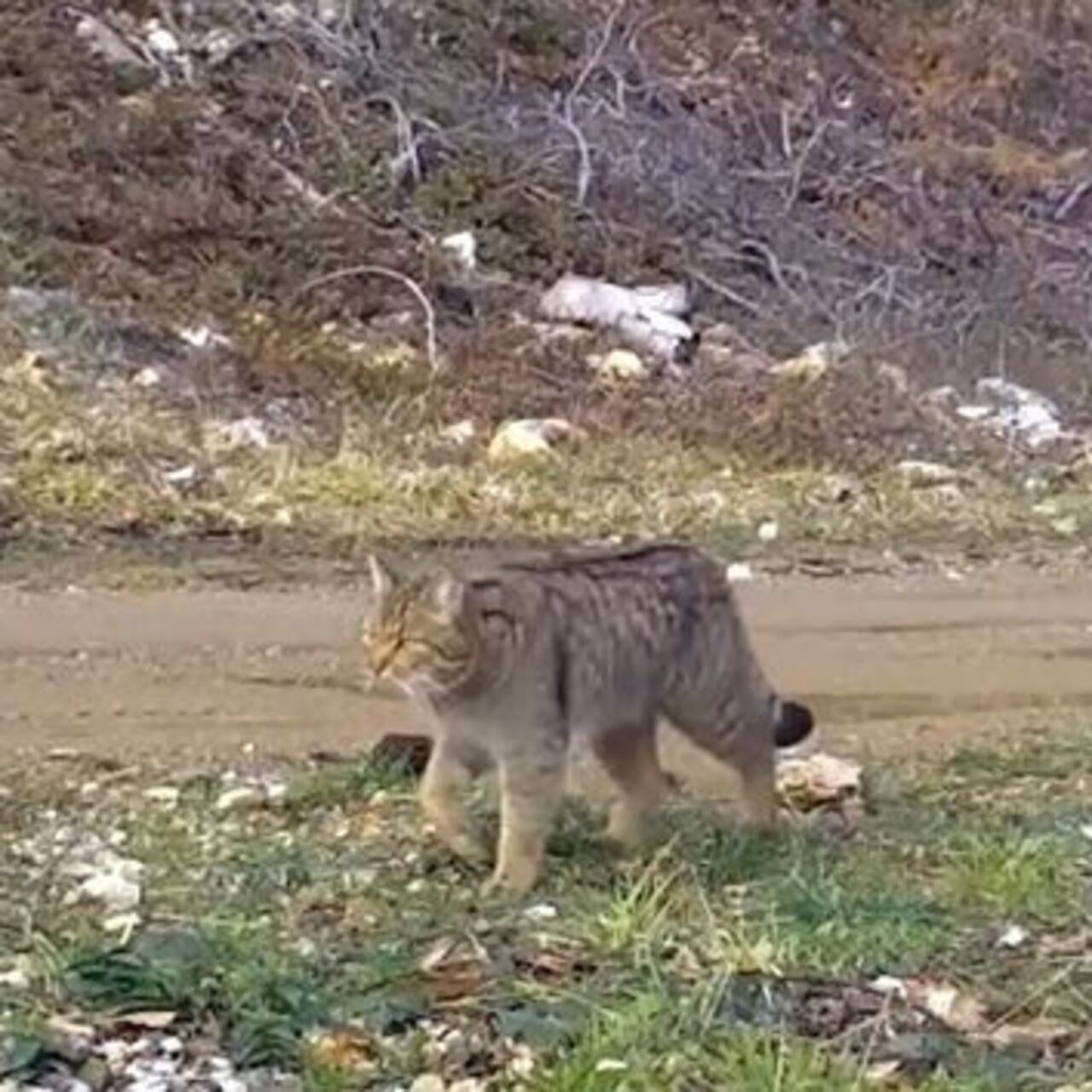 Yaban kedisi fotokapana yakalandı