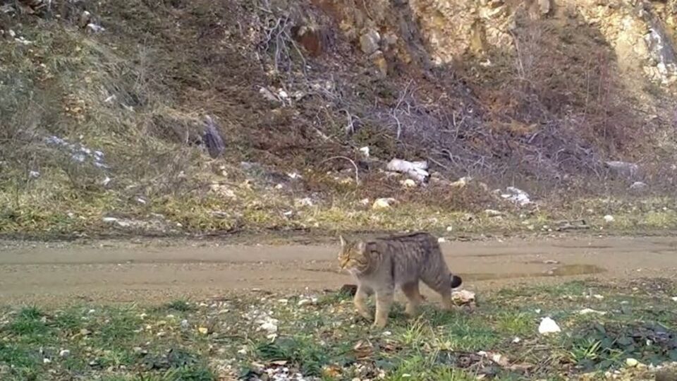 Yaban kedisi fotokapana yakalandı