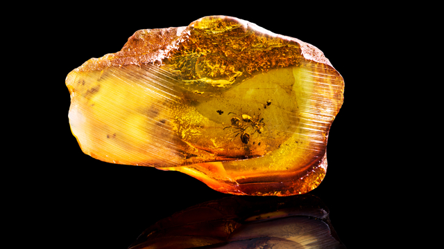 99 milyon yıllık kehribarın içinde zombi mantarı bulundu!