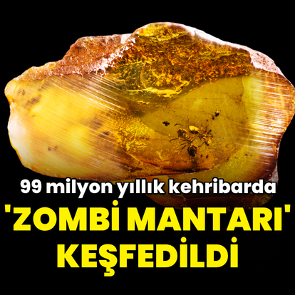 99 milyon yıllık kehribarın içinde zombi mantarı bulundu!