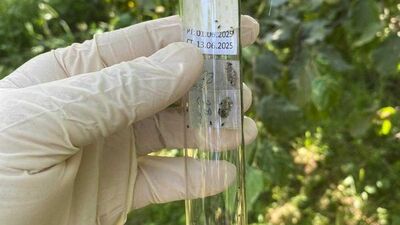 Giresun'da 5 bin 600 samuray arısı salındı