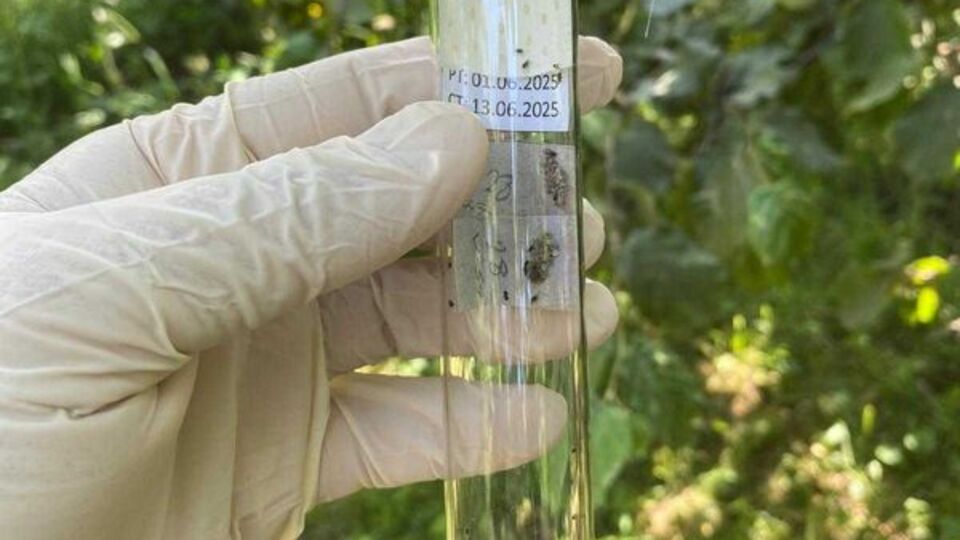 Giresun'da 5 bin 600 samuray arısı salındı