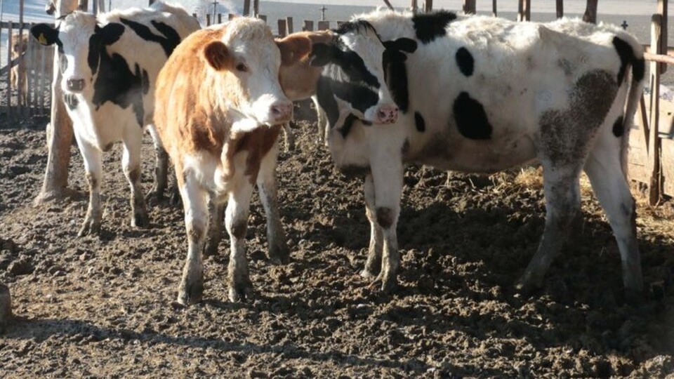 Türkeli'de hayvan pazarları kapatıldı