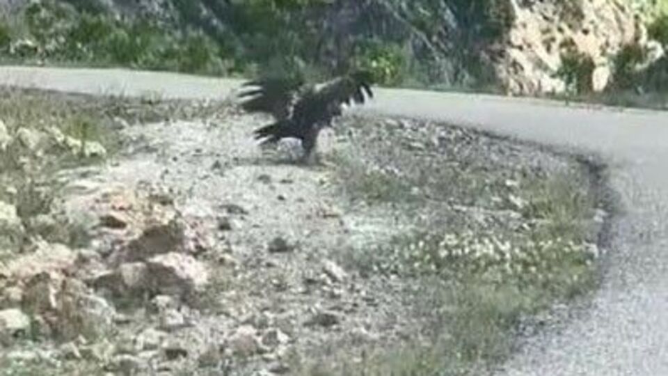 Belgesel gibi... Kara kartalın yılan avı!