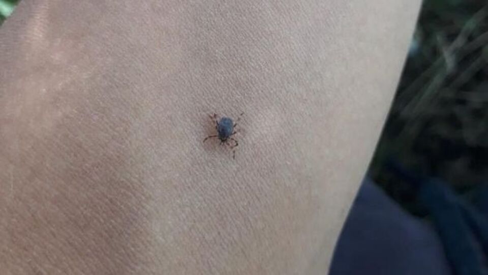 Keneler hareketlendi! 1 tanesi 10 bin yumurta bırakıyor