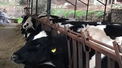 Selendi'nin 8 mahallesinde "şap" yasağı