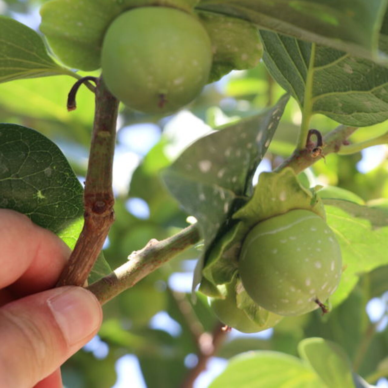 Siirt'te 4 yıl sonra ilk meyvelerini verdi