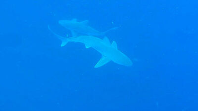 Herkes aynı soruyu soruyor... Profesör son noktayı koydu!