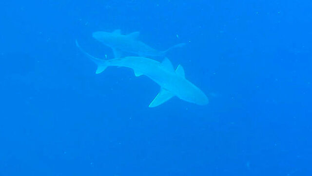 Herkes aynı soruyu soruyor... Profesör son noktayı koydu!