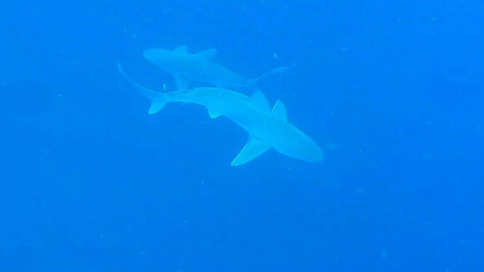 Herkes aynı soruyu soruyor... Profesör son noktayı koydu!