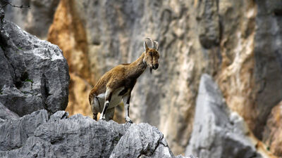 Dağ keçileriyle ünlü şelalede 'kuraklık' tehlikesi