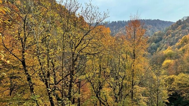 Düzce'de ormanlık alanlara girişler yasaklandı