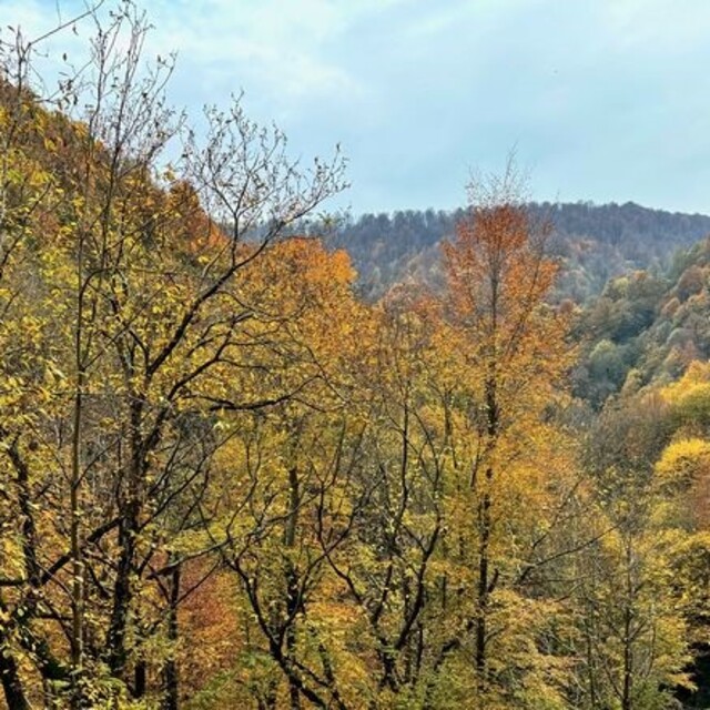 Düzce'de ormanlık alanlara girişler yasaklandı