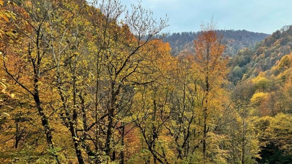 Düzce'de ormanlık alanlara girişler yasaklandı