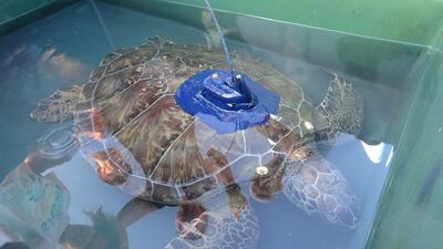 Uydu cihazı takılan kaplumbağa 'Soli' denize bırakıldı