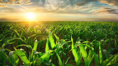 Tarla Bitkileri Bölümü Nedir?
