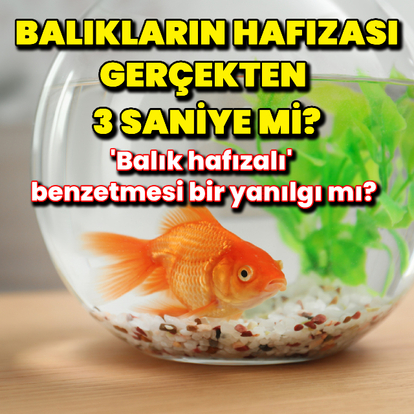 Balıkların hafızası gerçekten 3 saniyelik mi?