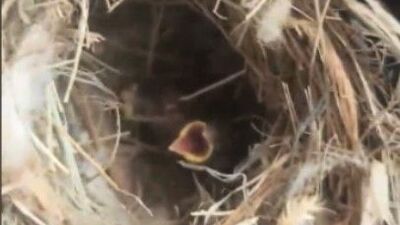 Yangından kuş yuvasını kurtardılar