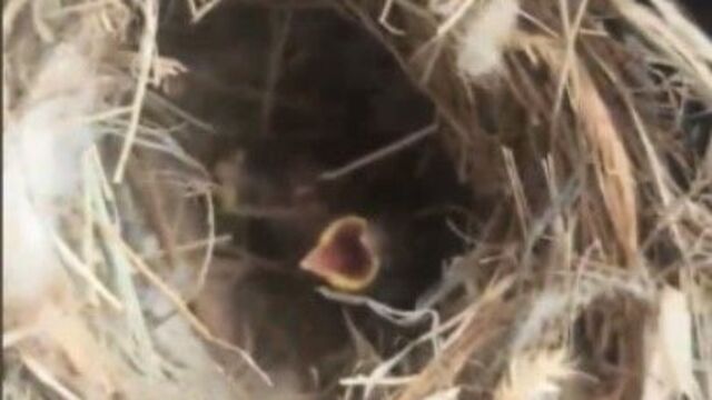 Yangından kuş yuvasını kurtardılar