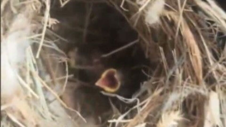 Yangından kuş yuvasını kurtardılar