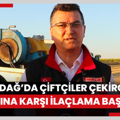 Tekirdağda çiftçiler artan çekirge popülasyonuna karşı ilaçlama çalışması başlattı