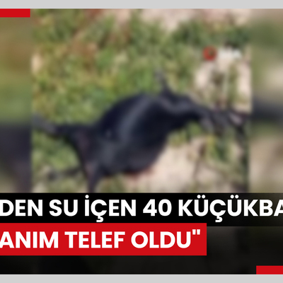 Hayvanlarını otlatan Cuma Gök: "Dereden su içen 40 küçükbaş hayvanım telef oldu"
