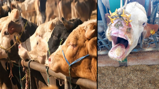 Uzmanından besicilere şap hastalığı uyarıları!