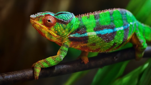 Bukalemunların renk sırrı