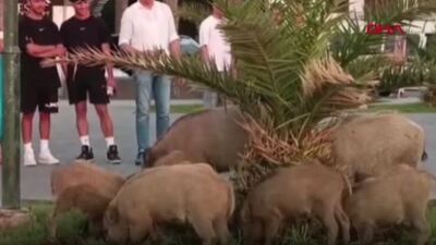 Domuz sürüsü ilçe merkezinde