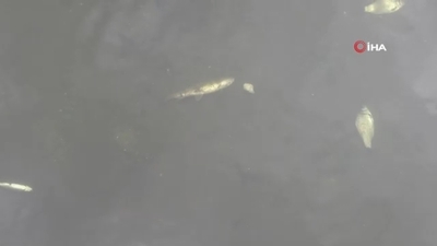 Tavşanlı'da balık ölümleri