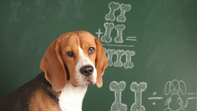 Sayı sayan kargalar, toplama yapan maymunlar