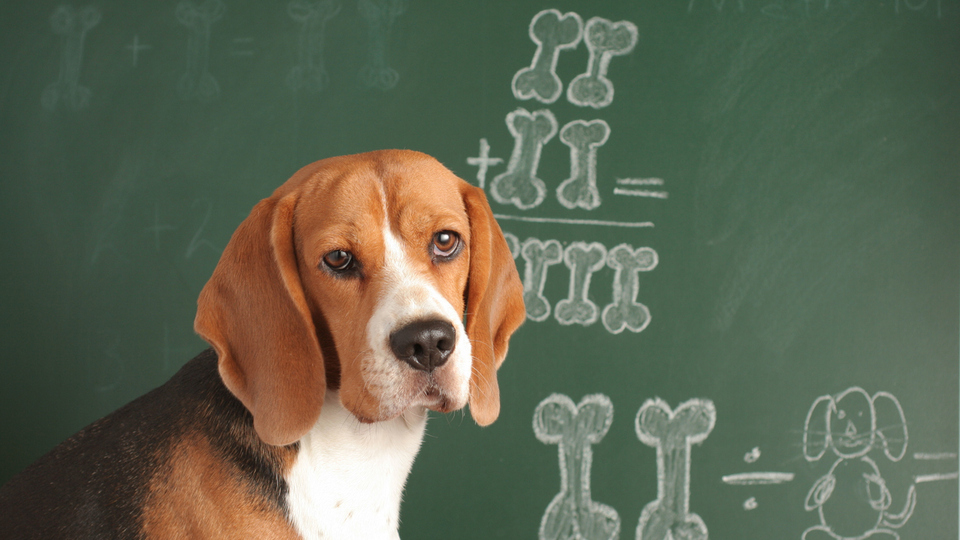 Sayı sayan kargalar, toplama yapan maymunlar