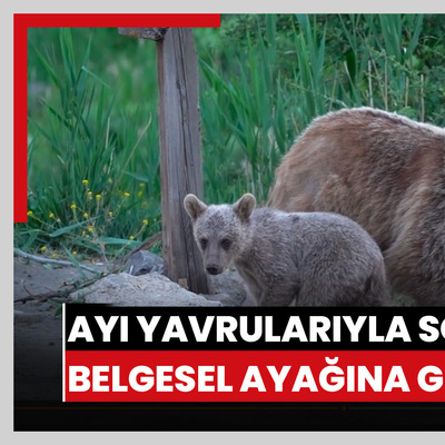 Ayı yavrularıyla sofraya oturdu... Belgesel ayağına geldi!
