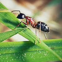 Karıncaların bilinmeyen süper güçleri