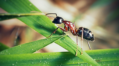 Karıncaların bilinmeyen süper güçleri