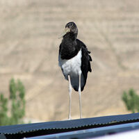 Nadir görülen kara leylek Malatya'da!