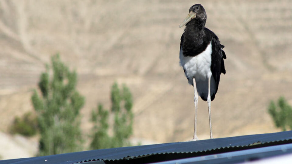 Nadir görülen kara leylek Malatya'da!