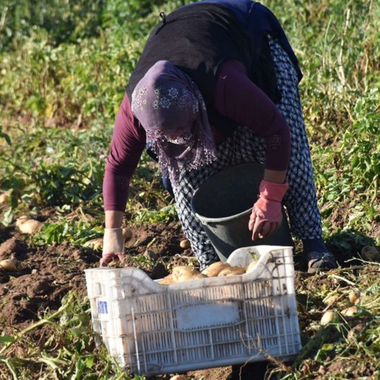 Niğde'de yazlık patates hasadı