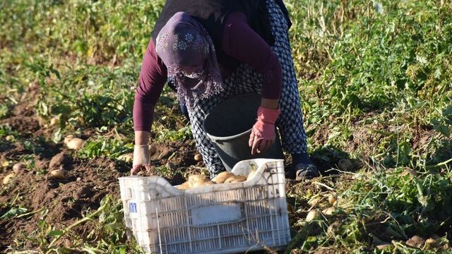 Niğde'de yazlık patates hasadı
