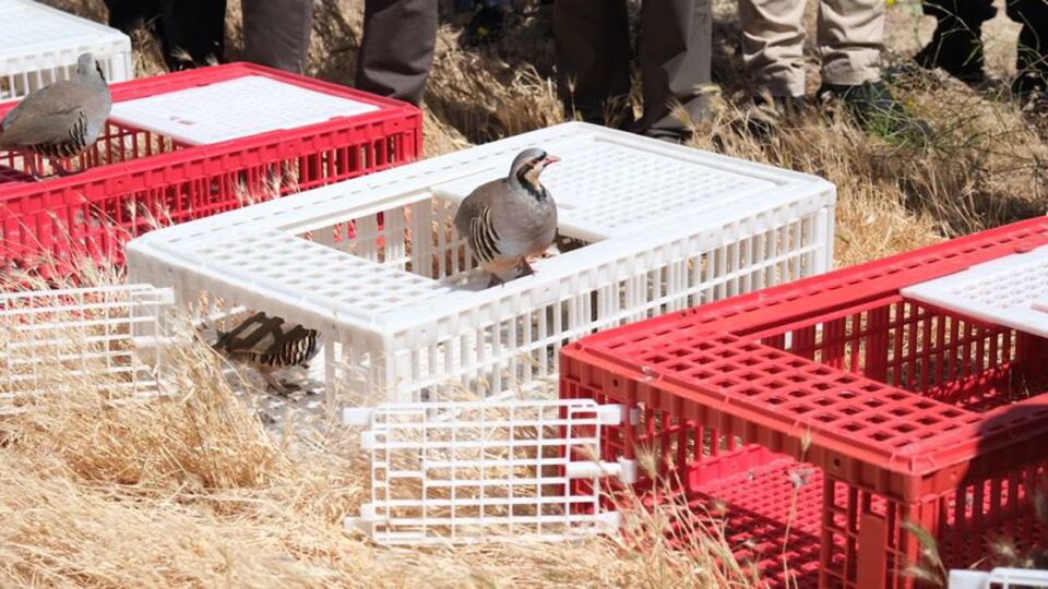 Yozgat'ta doğaya 1000 kınalı keklik