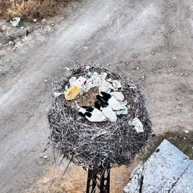 Leylek ailesi uyurken görüntülendi