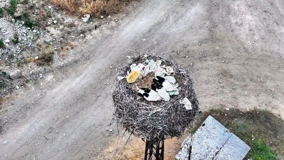 Leylek ailesi uyurken görüntülendi