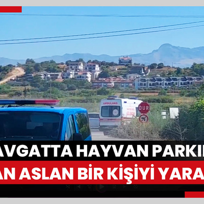 Manavgatta hayvan parkından kaçan aslan bir kişiyi yaraladı